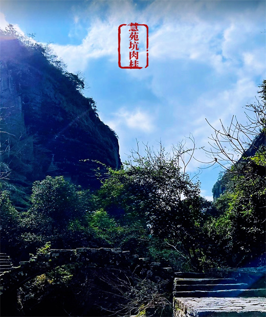 武夷山“三坑两涧”之慧苑坑肉桂