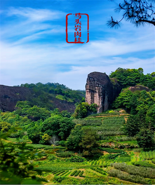 武夷山马头岩肉桂