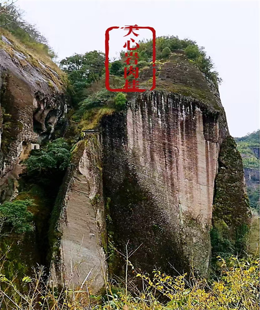 武夷山天心岩肉桂