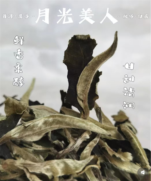 云南白茶月光美人