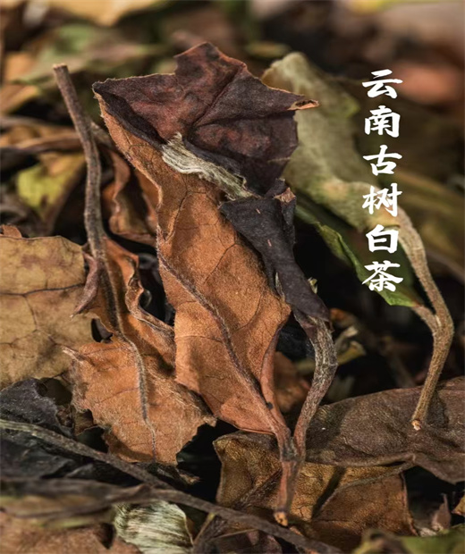 云南古树白茶